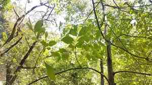 Tropical ash(Fraxinus uhdei)