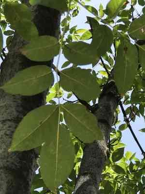 Tropical ash(Fraxinus uhdei)