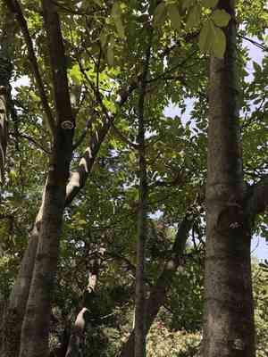Tropical ash(Fraxinus uhdei)