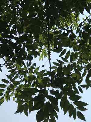 Tropical ash(Fraxinus uhdei)