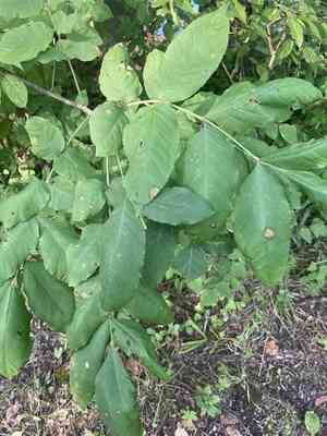 Ashes (Fraxinus)(Fraxinus)