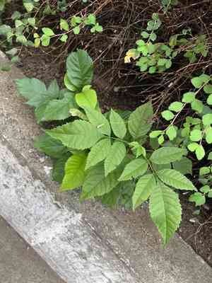Ashes (Fraxinus)(Fraxinus)