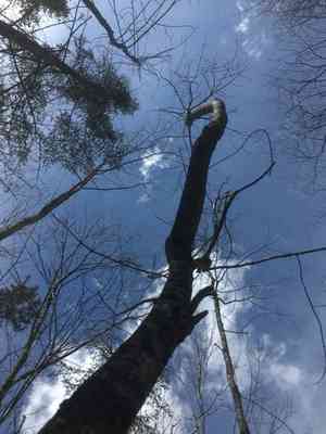 Ashes (Fraxinus)(Fraxinus)