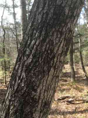 Ashes (Fraxinus)(Fraxinus)