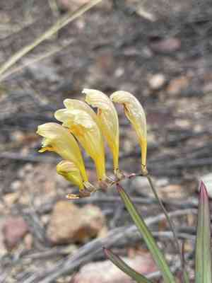 Common freesia(Freesia corymbosa)