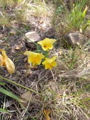 Common freesia(Freesia corymbosa)