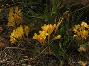 Common freesia(Freesia corymbosa)