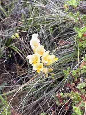 Common freesia(Freesia corymbosa)
