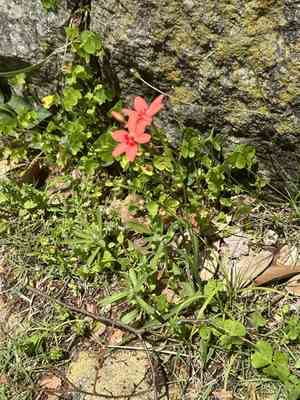 Flowering grass(Freesia laxa)