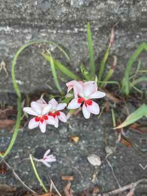 Flowering grass(Freesia laxa)