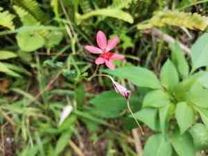 Flowering grass(Freesia laxa)