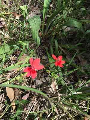 Flowering grass(Freesia laxa)