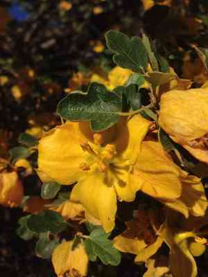 Flannel Bush(Fremontodendron californicum)
