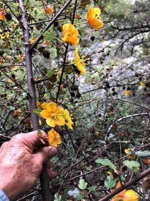 Flannel Bush(Fremontodendron californicum)