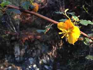 Flannel Bush(Fremontodendron californicum)