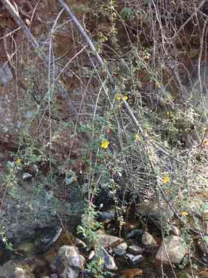 Flannel Bush(Fremontodendron californicum)