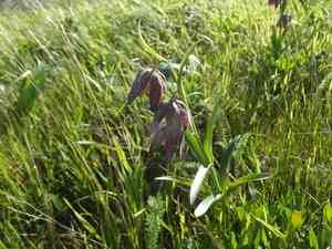 Chocolate Lily(Fritillaria affinis)