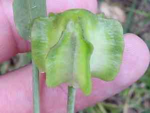 Chocolate Lily(Fritillaria affinis)