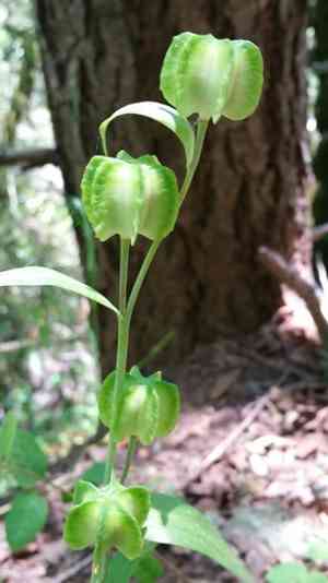 Chocolate Lily(Fritillaria affinis)