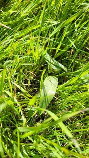 Stink bells(Fritillaria agrestis)