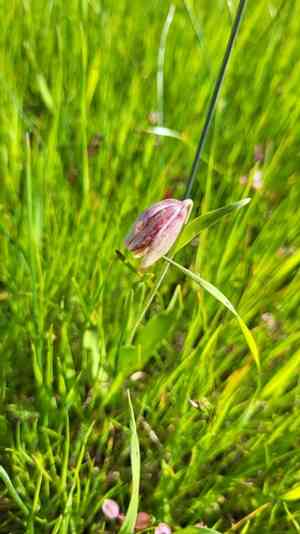Stink bells(Fritillaria agrestis)