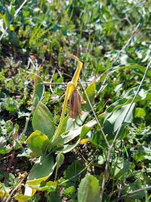 Stink bells(Fritillaria agrestis)