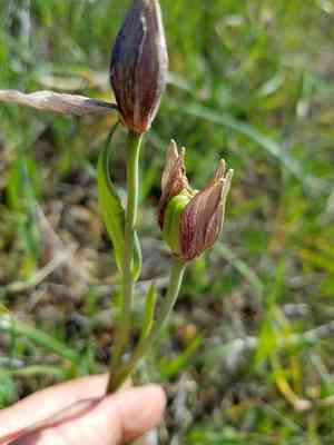 Stink bells(Fritillaria agrestis)