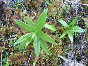 Chocolate Lily(Fritillaria camschatcensis)