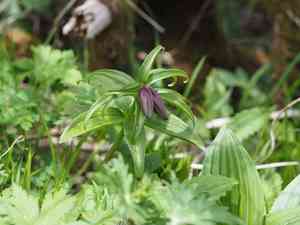 Chocolate Lily(Fritillaria camschatcensis)