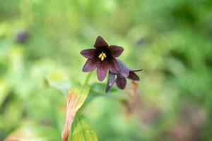 Chocolate Lily(Fritillaria camschatcensis)