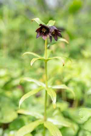 Chocolate Lily(Fritillaria camschatcensis)