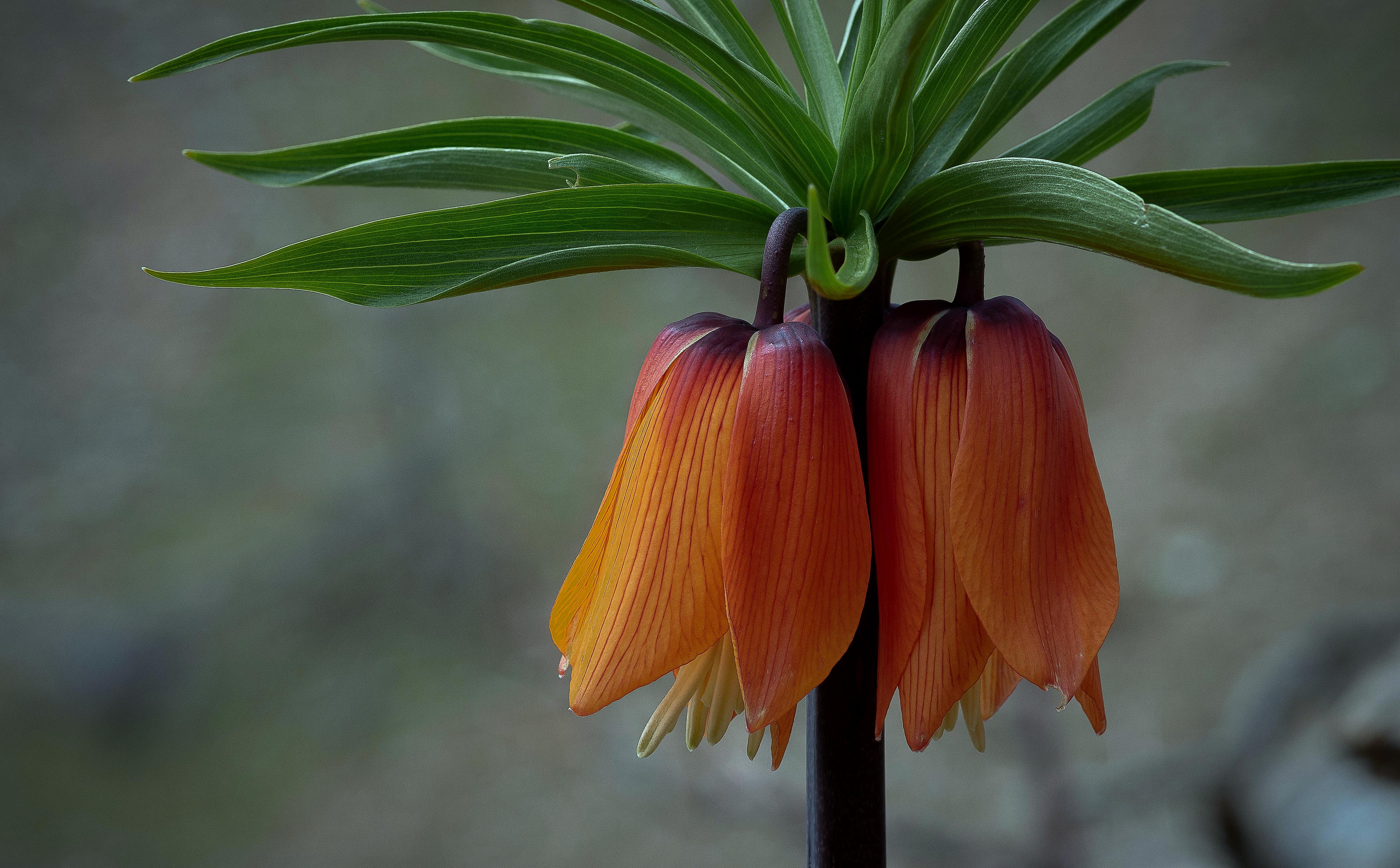 Crown imperial