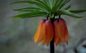 Crown imperial(Fritillaria imperialis)