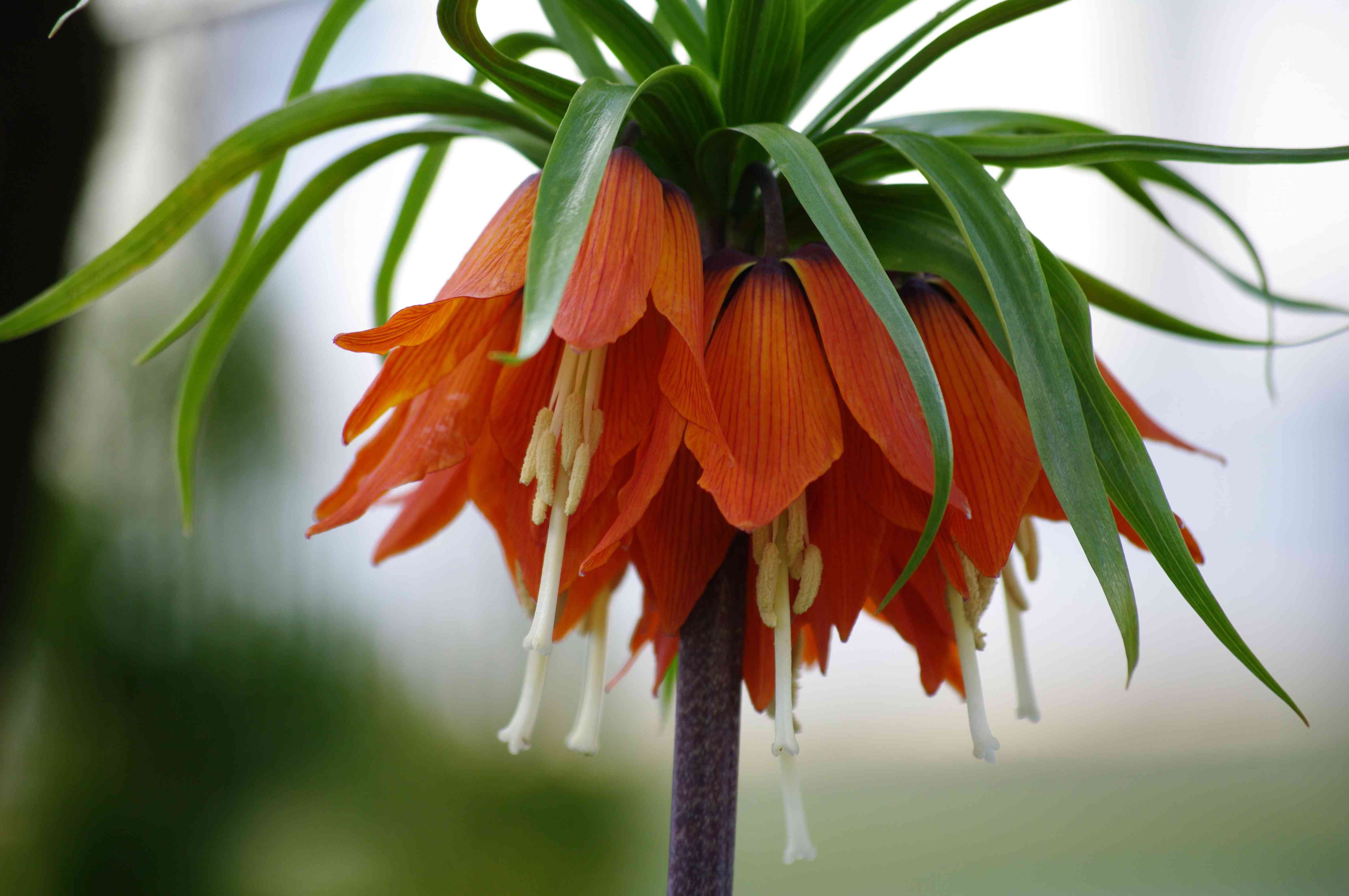 Crown imperial(Fritillaria imperialis)
