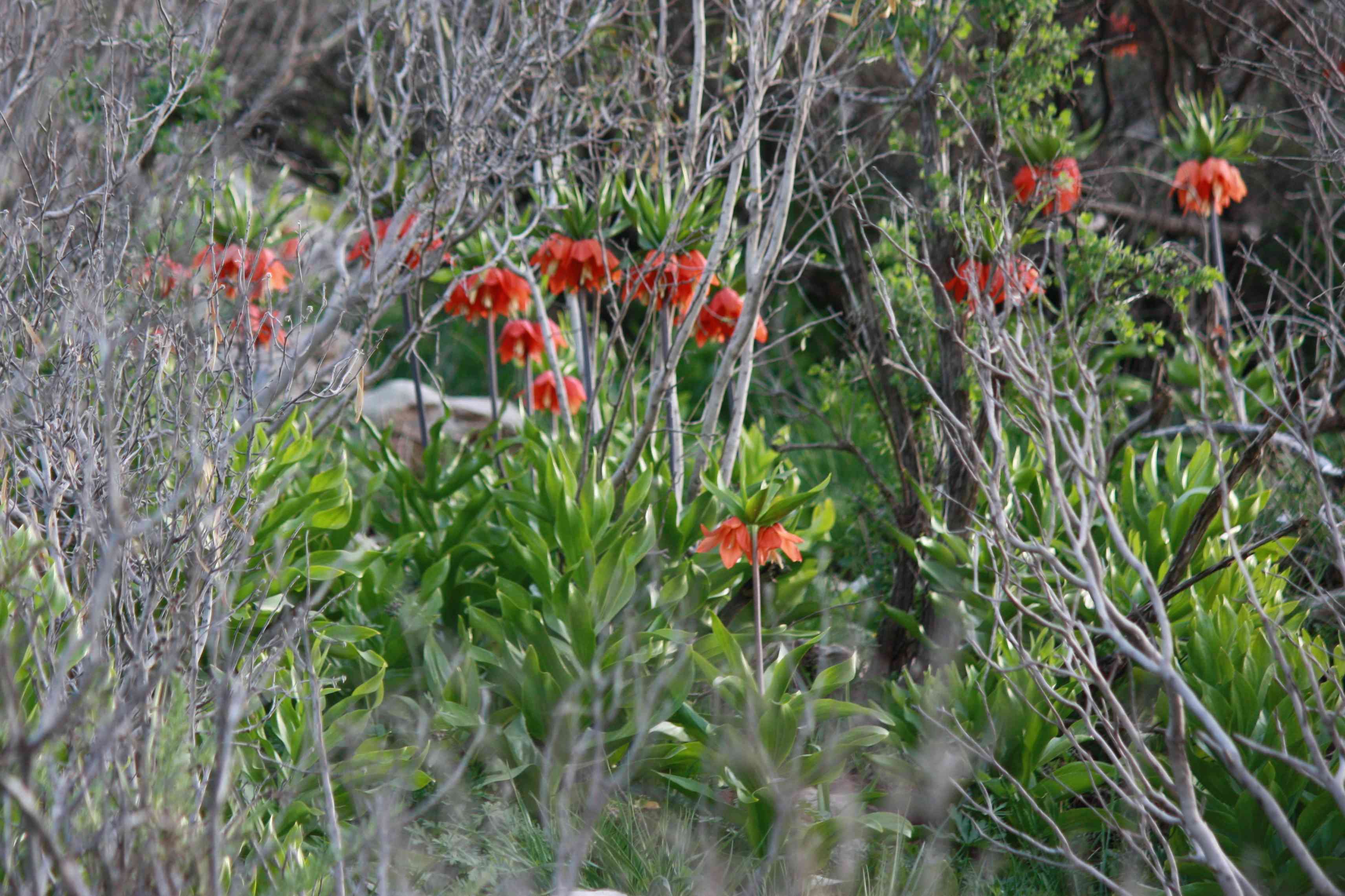 Crown imperial(Fritillaria imperialis)
