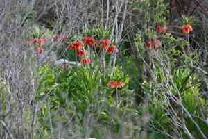 Crown imperial(Fritillaria imperialis)