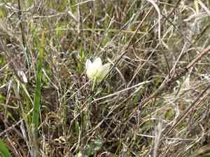 Fragrant fritillary(Fritillaria liliacea)