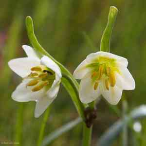 Fragrant fritillary(Fritillaria liliacea)