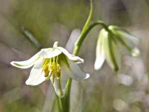 Fragrant fritillary(Fritillaria liliacea)