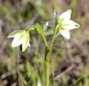 Fragrant fritillary(Fritillaria liliacea)