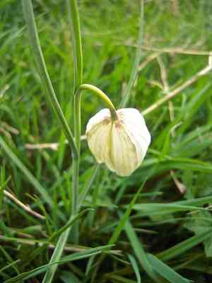Chequered daffodil(Fritillaria meleagris)