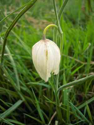 Chequered daffodil(Fritillaria meleagris)