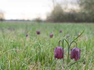 Chequered daffodil(Fritillaria meleagris)