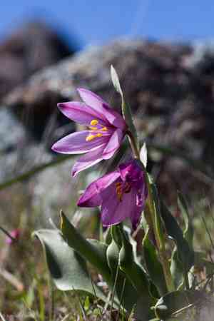 Adobe lily(Fritillaria pluriflora)