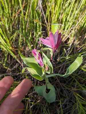 Adobe lily(Fritillaria pluriflora)