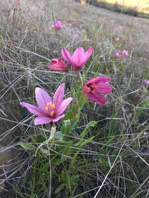 Adobe lily(Fritillaria pluriflora)