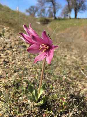 Adobe lily(Fritillaria pluriflora)