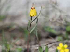 Yellow fritillary(Fritillaria pudica)