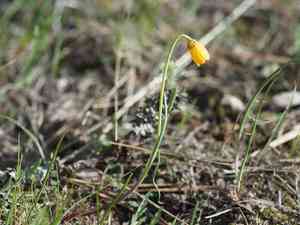 Yellow fritillary(Fritillaria pudica)