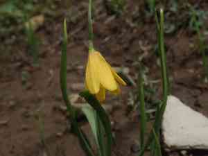 Yellow fritillary(Fritillaria pudica)